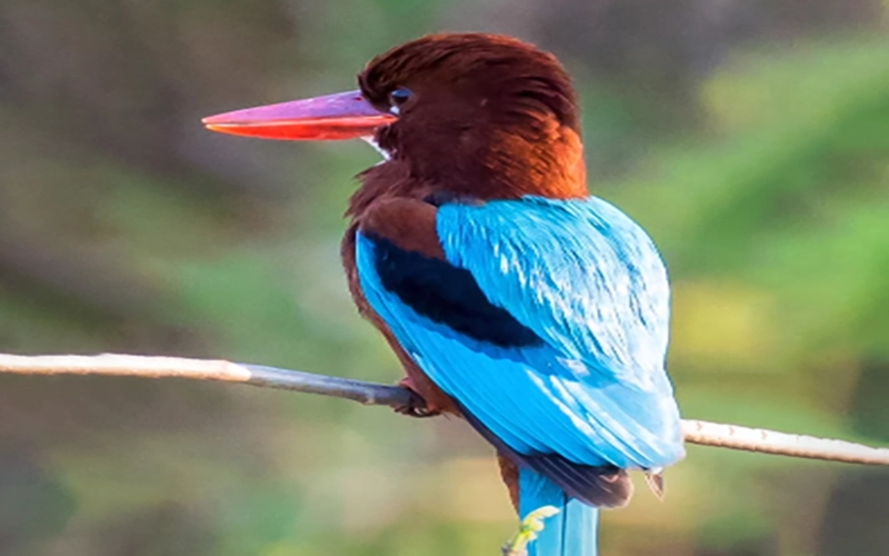 Ghataprabha Bird Sanctuary Tour