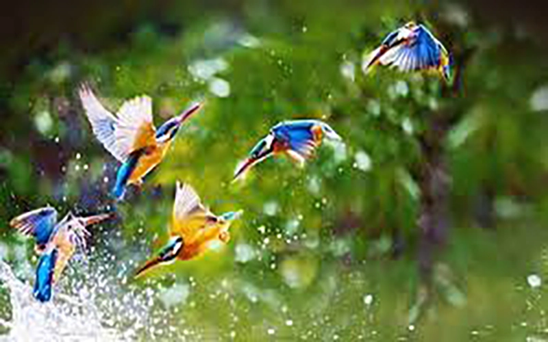 Ranganathittu Bird Sanctuary Tour